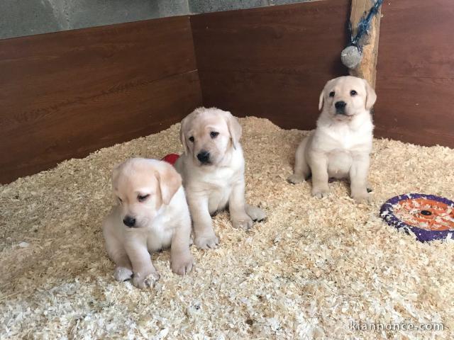 Adorables chiots labradors à vendre.