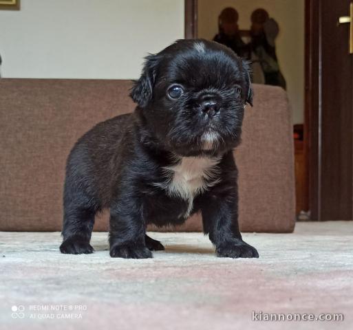 Bouledogue Français FLUFFY