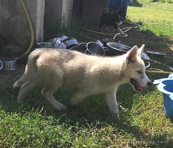 Wunderschöne Siberian Husky Welpen