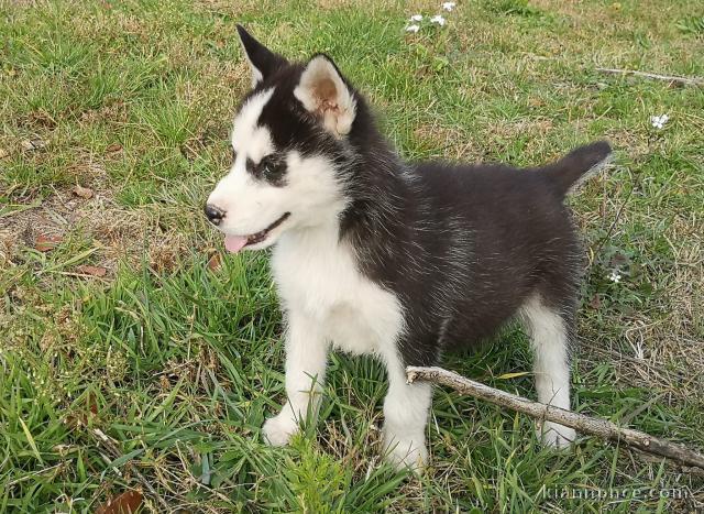 Wunderschöne Siberian Husky Welpen