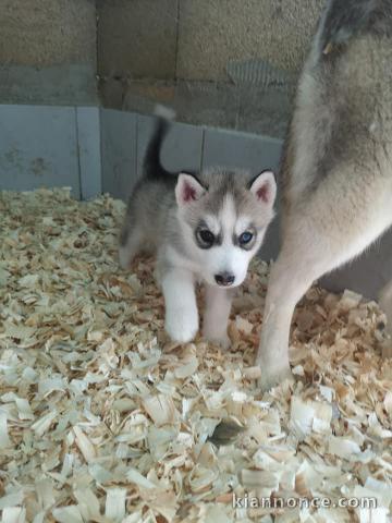 Wunderschöne Siberian Husky Welpen