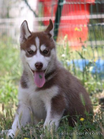 Wunderschöne Siberian Husky Welpen