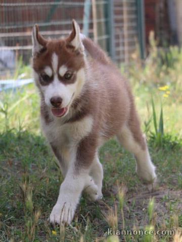 Wunderschöne Siberian Husky Welpen