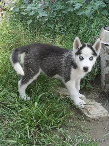 Wunderschöne Siberian Husky Welpen