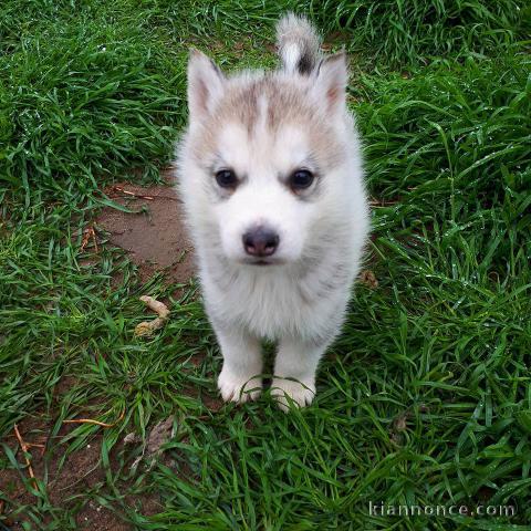 Wunderschöne Siberian Husky Welpen