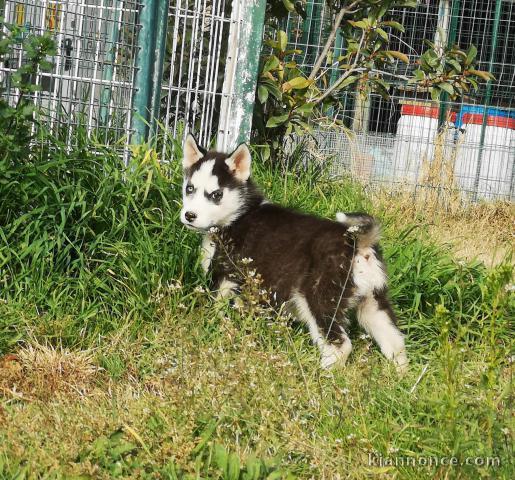 Superbes chiots Husky Sibérien.