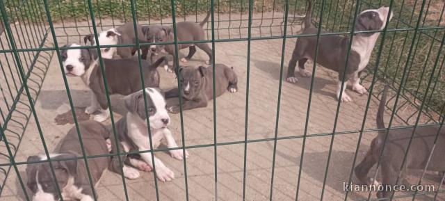 Terrier américain du Staffordshire chiots