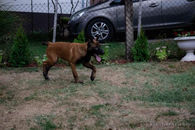 Berger Belge Malinois