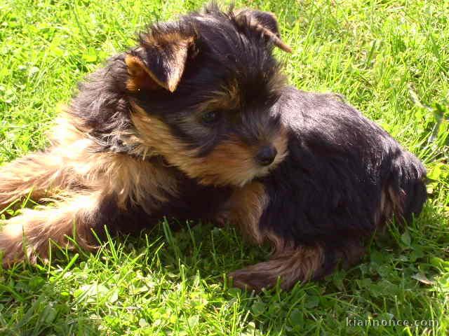  A donner chiot yorkshire