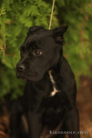 Cane Corso chiots à vendre