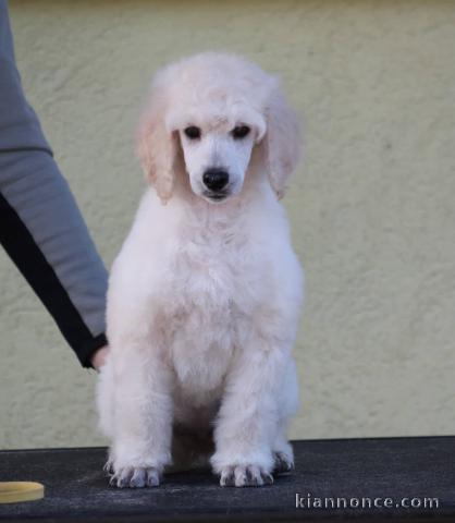 Caniche royal à vendre