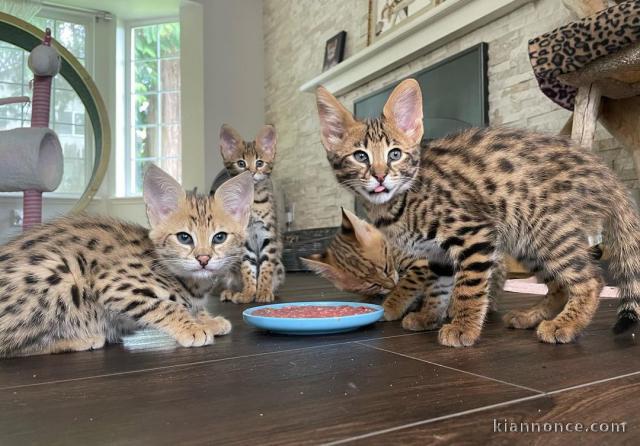 chaton serval , caracal, savannah disponible 