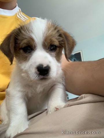 Chiots Jack Russell Terrier