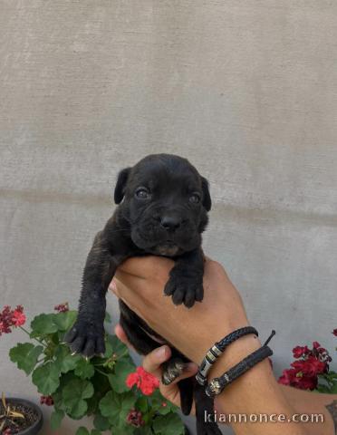 Cane Corso chiots à vendre