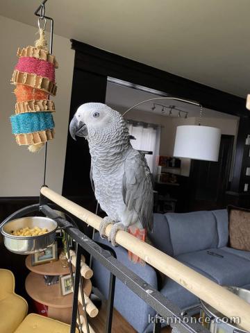 Adorable perroquet Gris du Gabon 