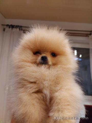 Spitz de Poméranie Nounours