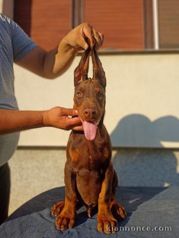 Dobermann chiot a vendre