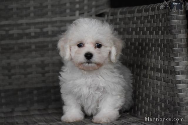 Donnes chiot bichon maltais femelle lof