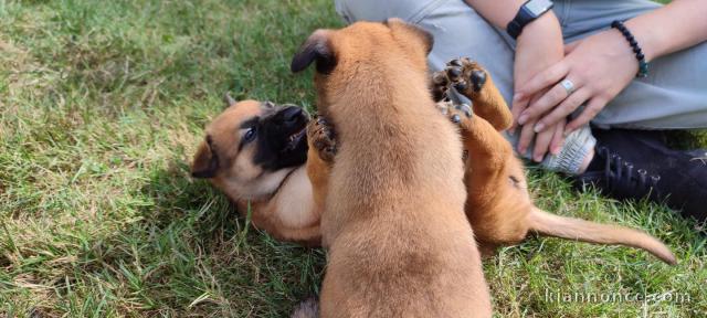 Chiots Berger Malinois