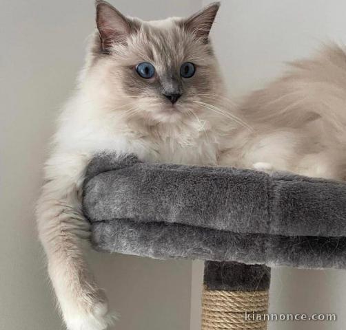Chatons ragdoll a donner 