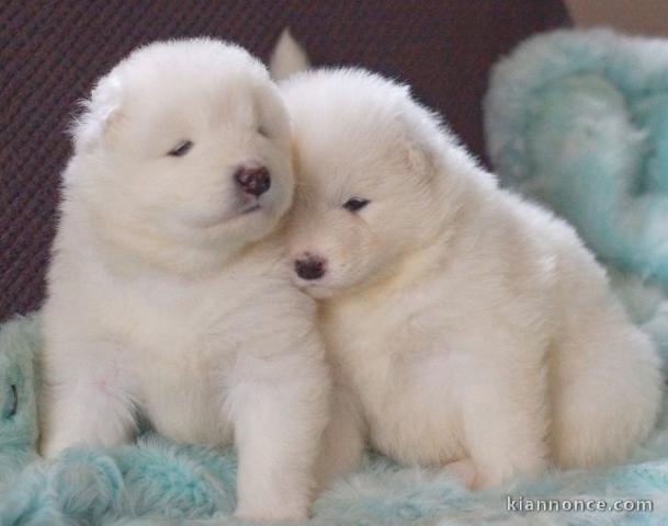 Magnifique chiots samoyède