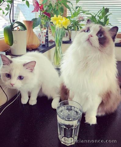 Chatons ragdoll a donner 