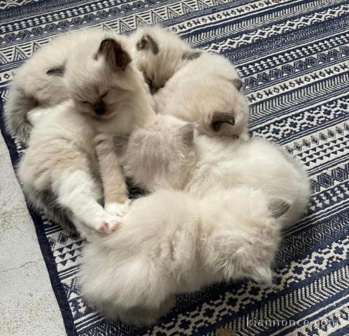 Chatons ragdoll a donner 