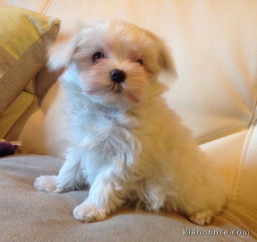 Donne chiot bichon maltais femelle