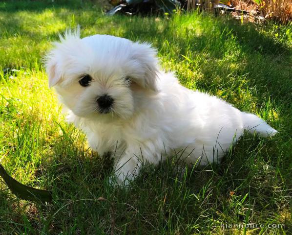 Donne chiot bichon maltais femelle