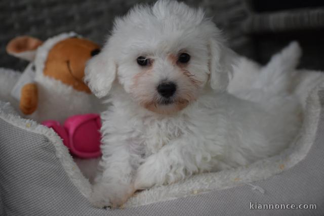 Donne chiot bichon maltais femelle