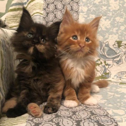 Chatons maine coon mâles et femelles Loof