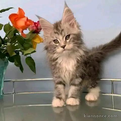 Chatons maine coon mâles et femelles Loof