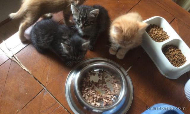 Adorable chatons maine coon