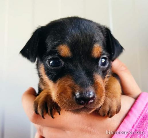 Chiots Pinscher nain