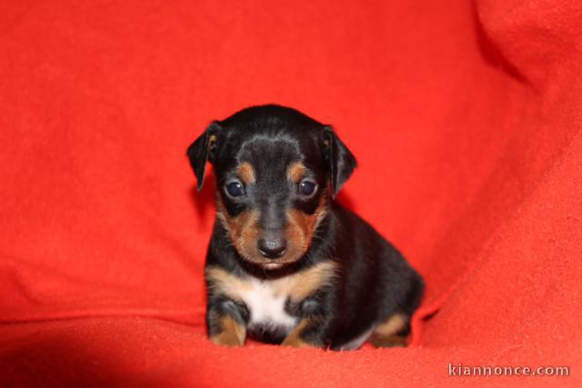 Chiots Pinscher nain Magnifique