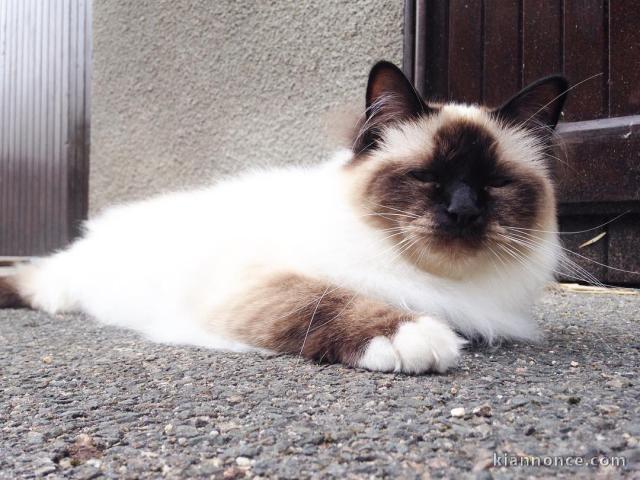 Sacre_de_birmanie français