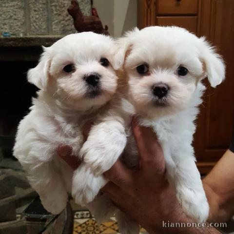 Magnifique race pure bichon maltais a donner contre bon soin