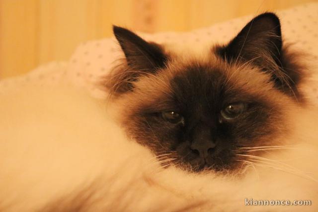 Sacre_de_birmanie français