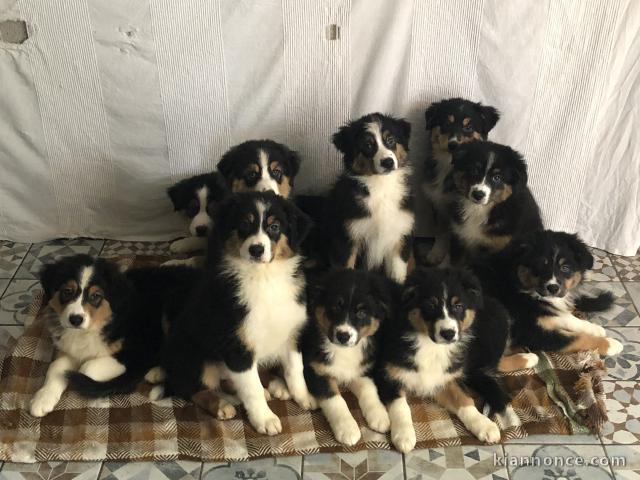Chiots berger australien LOF
