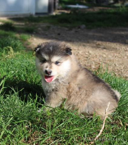 Adorables bb Chiots Chien finnois de Laponie a adopter