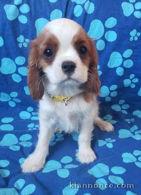 Adorables bb Cavalier King Charles