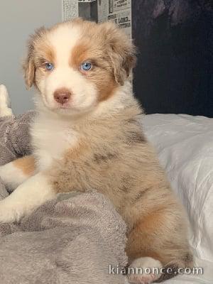 berger australien a donner