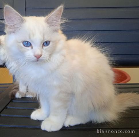 Chatons Ragdoll LOOF a donner