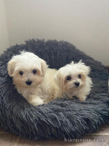 Chiots Bichon maltais dispo