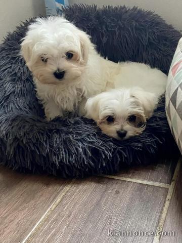 Chiots Bichon maltais dispo
