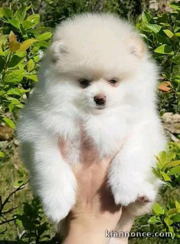 chiots spitz nain pour adoption