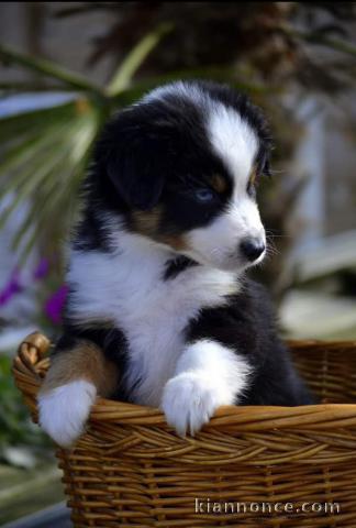 CHIOT BERGER AUSTRALIEN