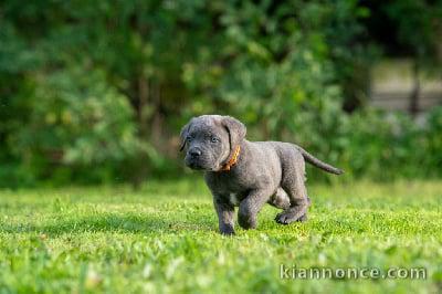 CHIOTS CANE CORSE LOF ADOPTION