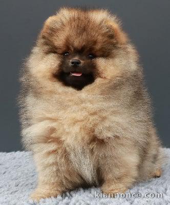 spitz allemand lof cherche une famille 