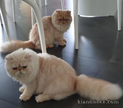 CHIOTS CANE CORSE LOF ADOPTION